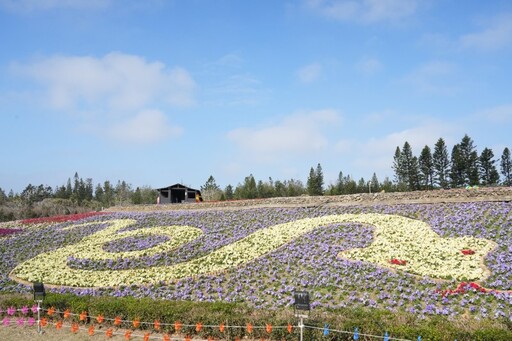 2025蛇來運轉過好年│澎湖走春賞花趣！1.8公頃繽紛花海必拍