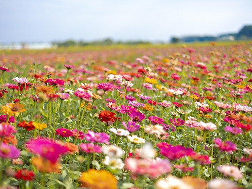 雲林莿桐花海節即將開跑！33公頃絢爛花田等你來探！