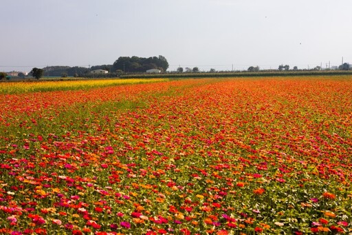 雲林莿桐花海節即將開跑！33公頃絢爛花田等你來探！