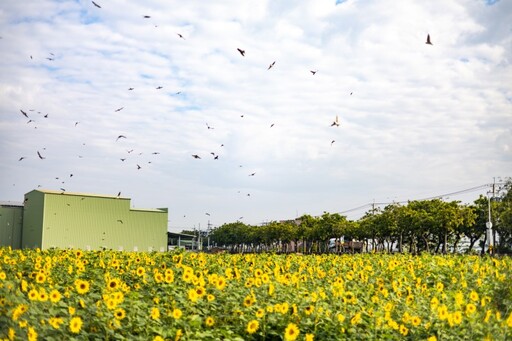 雲林莿桐花海節即將開跑！33公頃絢爛花田等你來探！