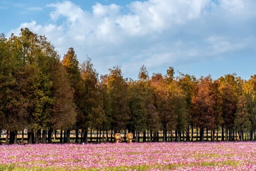 台南六甲冬日奇蹟！巷仔Niau陪你賞落羽松與花海美景！