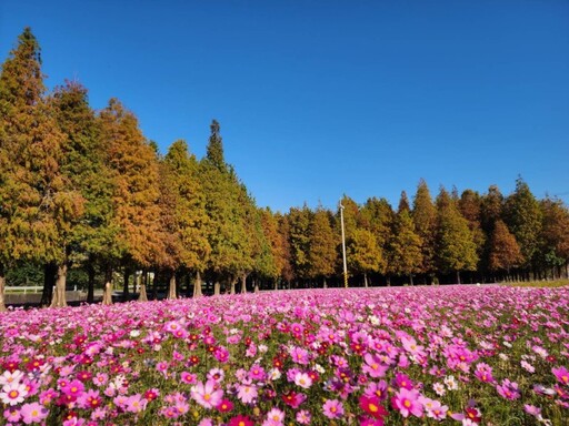 台南六甲冬日奇蹟！巷仔Niau陪你賞落羽松與花海美景！