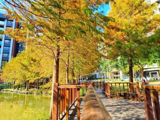 台北冬季美景大賞│奇岩一號公園落羽松 隱藏版美景大公開！