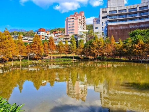 台北冬季美景大賞│奇岩一號公園落羽松 隱藏版美景大公開！