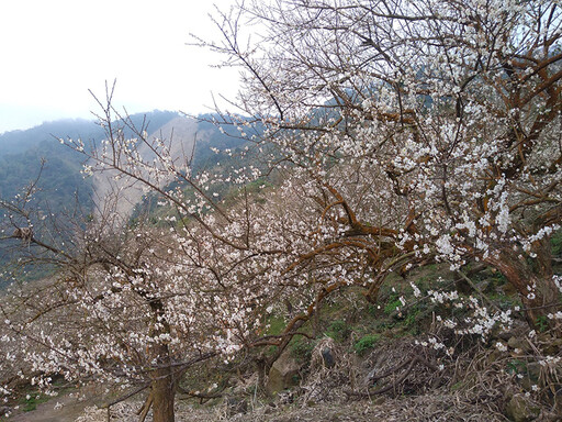 台南梅嶺伍龍步道梅花盛放！雪白花海鋪滿山林化身白色仙境