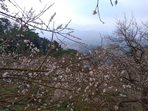 台南梅嶺伍龍步道梅花盛放！雪白花海鋪滿山林化身白色仙境