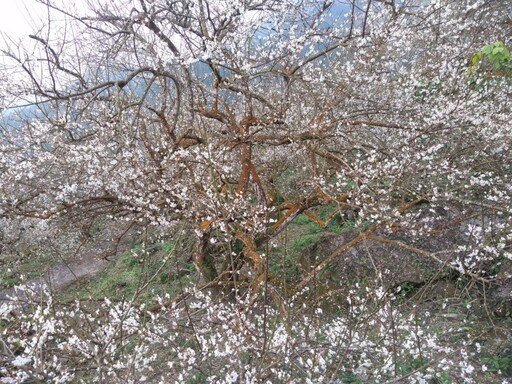 台南梅嶺伍龍步道梅花盛放！雪白花海鋪滿山林化身白色仙境