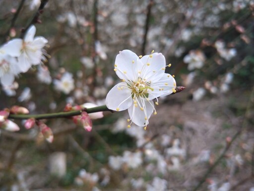 台南梅嶺伍龍步道梅花盛放！雪白花海鋪滿山林化身白色仙境