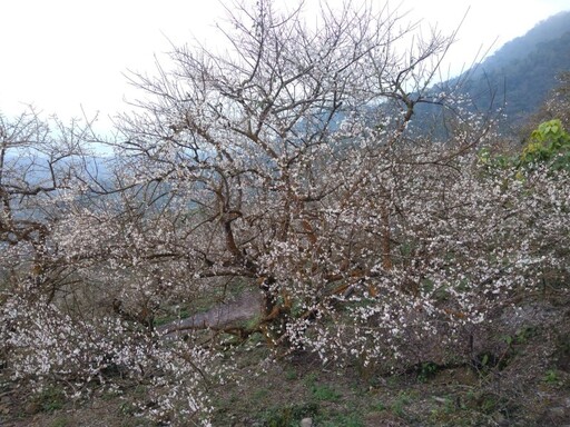 台南梅嶺伍龍步道梅花盛放！雪白花海鋪滿山林化身白色仙境