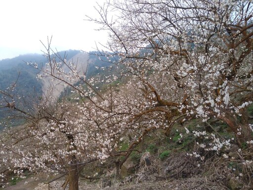 台南梅嶺伍龍步道梅花盛放！雪白花海鋪滿山林化身白色仙境