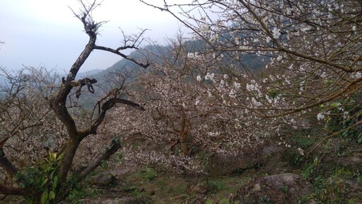 台南梅嶺伍龍步道梅花盛放！雪白花海鋪滿山林化身白色仙境