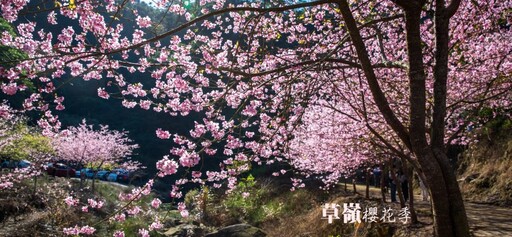 春節到雲林賞櫻！「古坑草嶺石壁櫻花季」1/29浪漫登場！