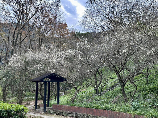 桃園必訪！石門水庫梅花盛開清香滿步道 秒變打卡天堂！