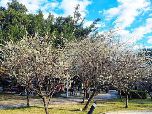 台北榮星花園梅花全開！冬日限定雪白花海 不用跑遠山就能賞