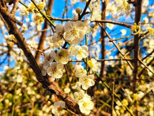 台北榮星花園梅花全開！冬日限定雪白花海 不用跑遠山就能賞