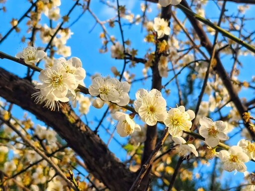 台北榮星花園梅花全開！冬日限定雪白花海 不用跑遠山就能賞