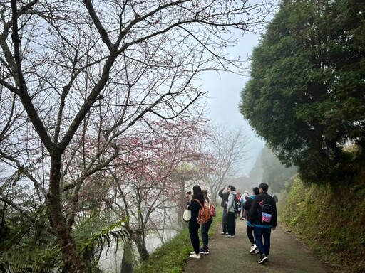 台灣最早櫻前線！高雄桃源櫻花季浪漫花海×原味市集一次滿足