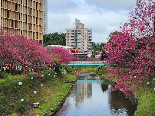 全台最浪漫河畔櫻花！「2025汐止康誥坑溪櫻花季」正式開跑