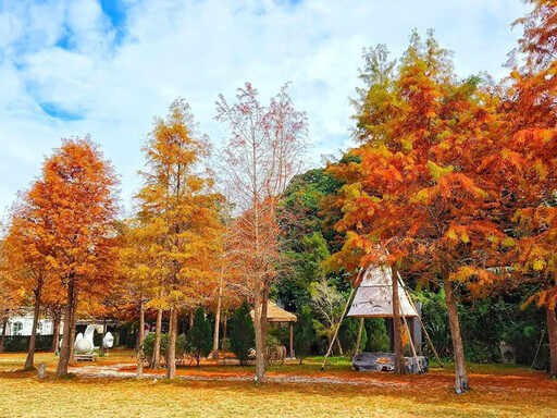 士林落羽松秘境賞景倒數中！冬日浪漫紅妝宛如城市童話！