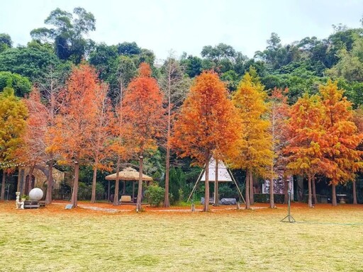 士林落羽松秘境賞景倒數中！冬日浪漫紅妝宛如城市童話！