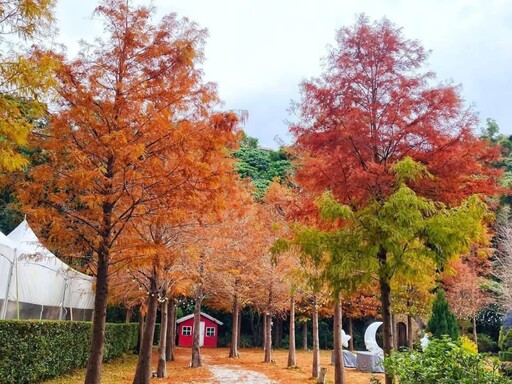 士林落羽松秘境賞景倒數中！冬日浪漫紅妝宛如城市童話！