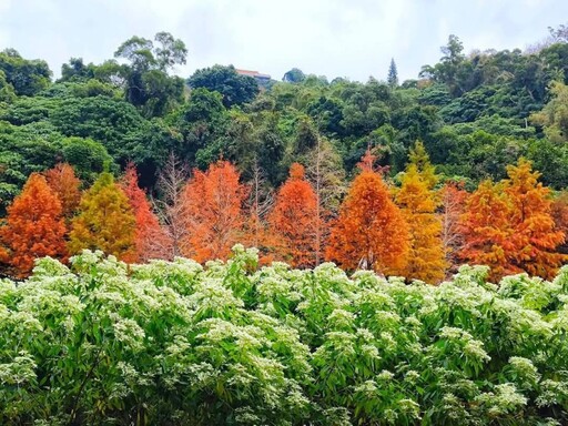 士林落羽松秘境賞景倒數中！冬日浪漫紅妝宛如城市童話！