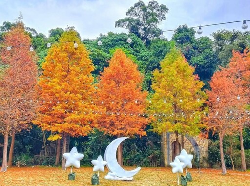 士林落羽松秘境賞景倒數中！冬日浪漫紅妝宛如城市童話！