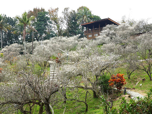 嘉義梅山公園盛開中！雪色梅花映山林 美景錯過再等一年！