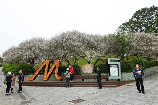 嘉義梅山公園盛開中！雪色梅花映山林 美景錯過再等一年！