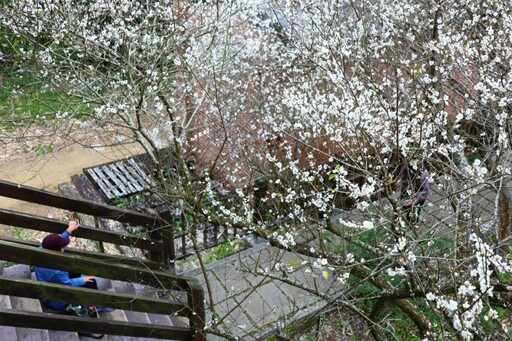 嘉義梅山公園盛開中！雪色梅花映山林 美景錯過再等一年！