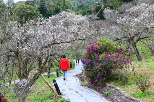 嘉義梅山公園盛開中！雪色梅花映山林 美景錯過再等一年！