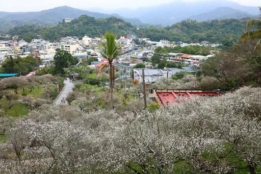 嘉義梅山公園盛開中！雪色梅花映山林 美景錯過再等一年！