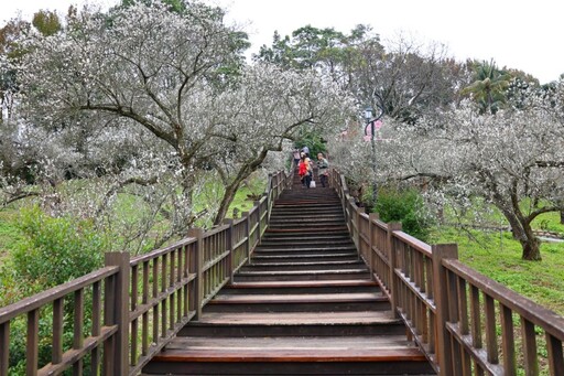 嘉義梅山公園盛開中！雪色梅花映山林 美景錯過再等一年！