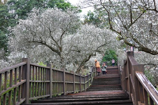 嘉義梅山公園盛開中！雪色梅花映山林 美景錯過再等一年！