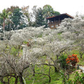 嘉義梅山公園盛開中！雪色梅花映山林 美景錯過再等一年！