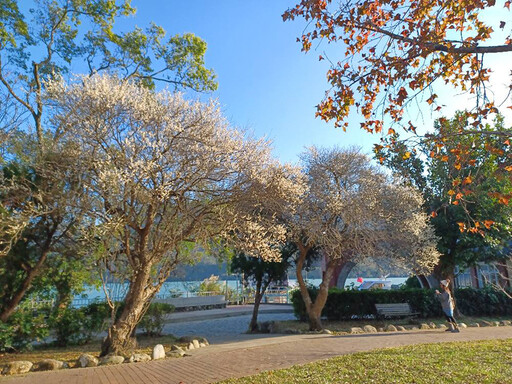 桃園隱藏版秘境曝光！雪白梅花交織湖光山色 冬季秘境大公開