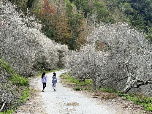 台東最美賞梅秘境！冬季限定浪漫雪色 新武部落等你來來解鎖