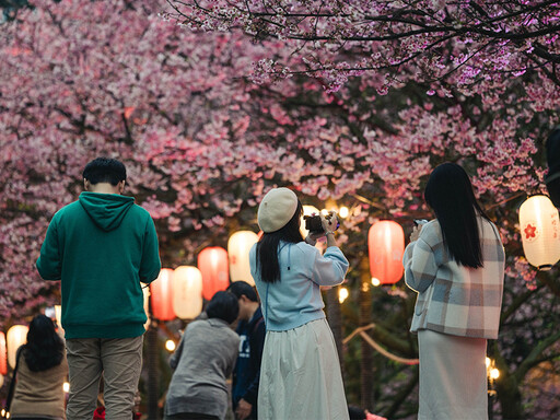 新北賞花盛典！天元宮賞櫻開跑囉！夜櫻光雕燈飾浪漫登場！