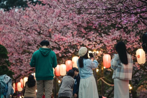 新北賞花盛典！天元宮賞櫻開跑囉！夜櫻光雕燈飾浪漫登場！