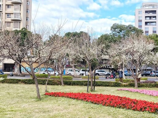 台北士林官邸梅花雪白盛放！白梅花香撲鼻 冬日限定打卡熱點