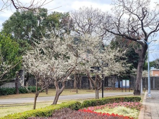 台北士林官邸梅花雪白盛放！白梅花香撲鼻 冬日限定打卡熱點