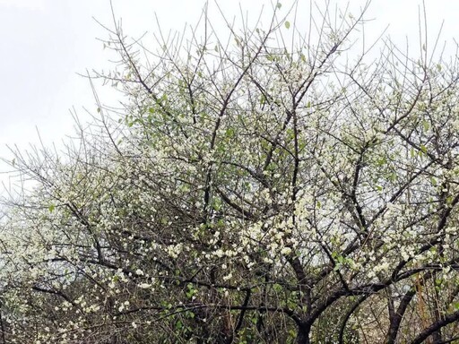 品味台北梅花之美！逸仙公園梅花綻放 心靈放空最佳去處