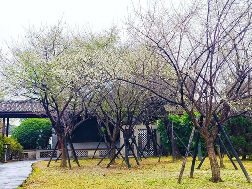 品味台北梅花之美！逸仙公園梅花綻放 心靈放空最佳去處