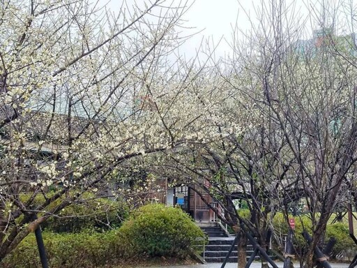 品味台北梅花之美！逸仙公園梅花綻放 心靈放空最佳去處