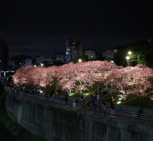 樂活夜櫻季1/24浪漫登場！聆聽仙樂享受「櫻花樹下的幸福」