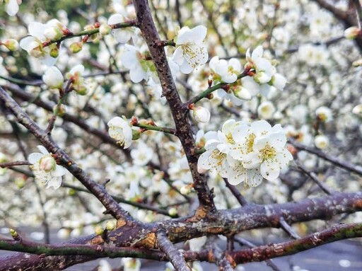 梅花、香氣與古意兼容！台北隱藏賞花秘境帶你聞香識梅！