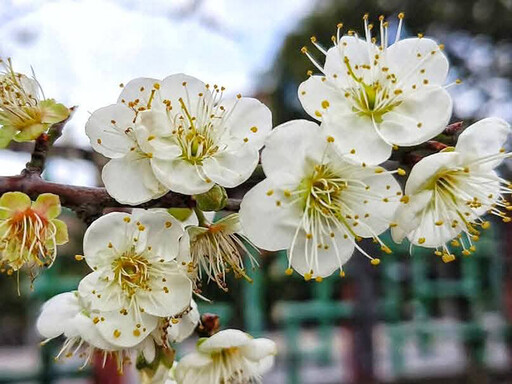 台北隱世梅花秘境！市區絕美雪白花海 無須遠行就能拍！