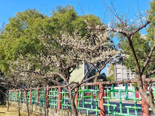 台北隱世梅花秘境！市區絕美雪白花海 無須遠行就能拍！