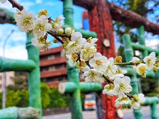 台北隱世梅花秘境！市區絕美雪白花海 無須遠行就能拍！