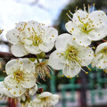 台北隱世梅花秘境！市區絕美雪白花海 無須遠行就能拍！